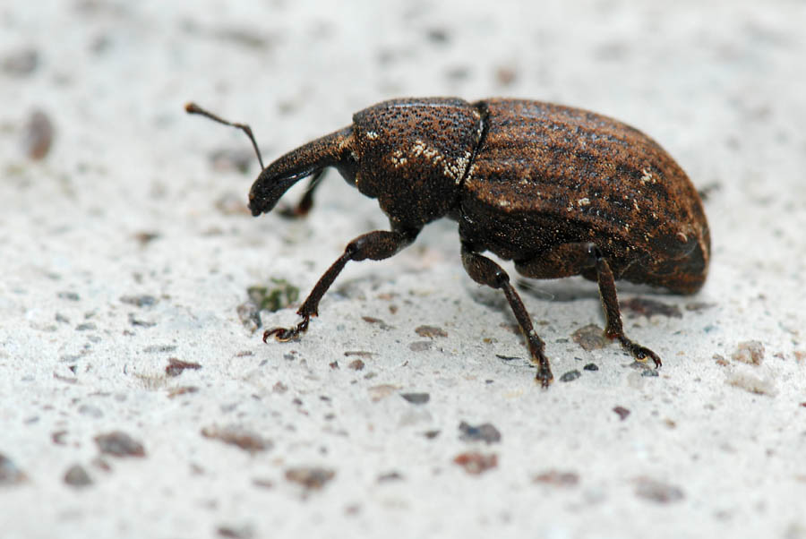 Curculionidae da ID. 3 Plinthus